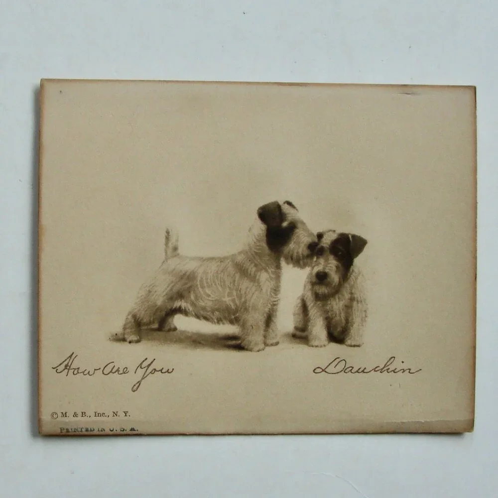 Vintage Antique Dog Art Etching Prints Terriers Chow Samoyed New York 5" x 4" - Picture 7 of 11
